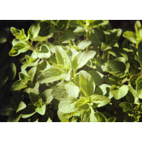 Witte Oregano